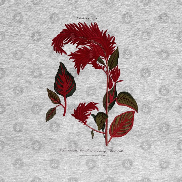 18th Century Amaranth Plant Illustration by Amaranthus Designs